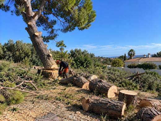 Abate de pinheiros numa paisagem algarvia por equipa especializada