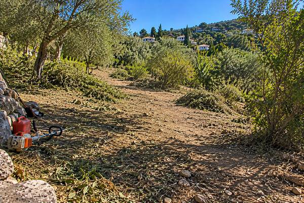 Caminho algarvio acabado de desmatar