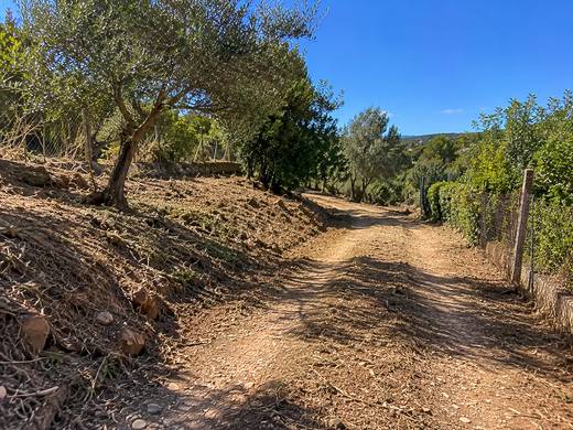 Caminho rural entre oliveiras e mato no Algarve