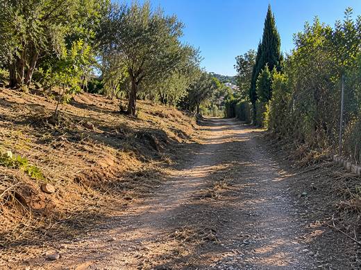 Caminho rural entre oliveiras e mato limpo no Algarve