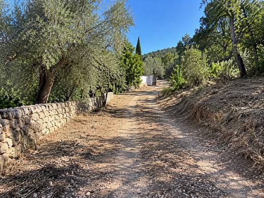Caminho rural entre oliveiras numa quinta algarvia