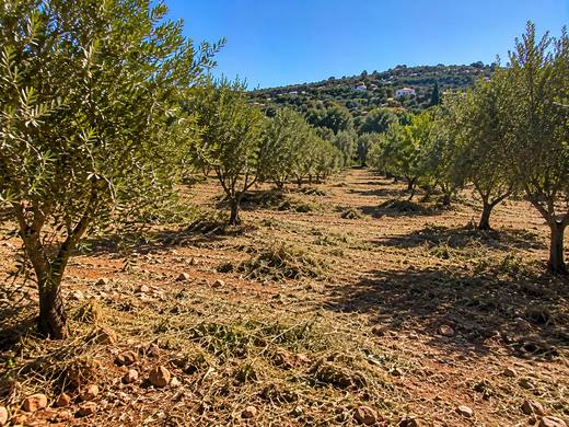 Caminho soalheiro entre oliveiras limpo de mato