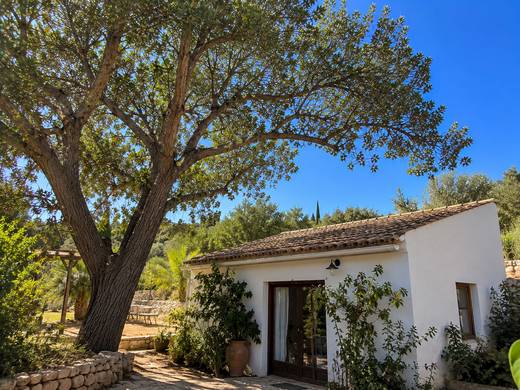 Casa algarvia a sombra de uma árvore centenária podada