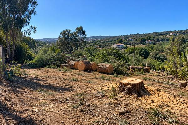 Clareira de bosque com troncos cortados no Algarve