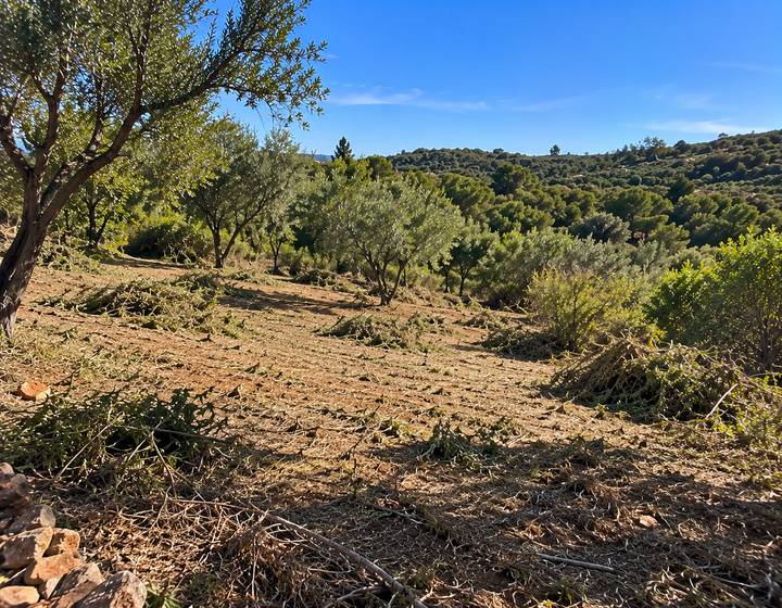 Clareira num olival de Silves após desmatação