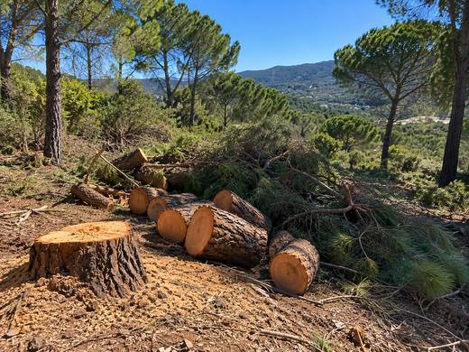 Clareira de pinhal com troncos abatidos e serra ao fundo