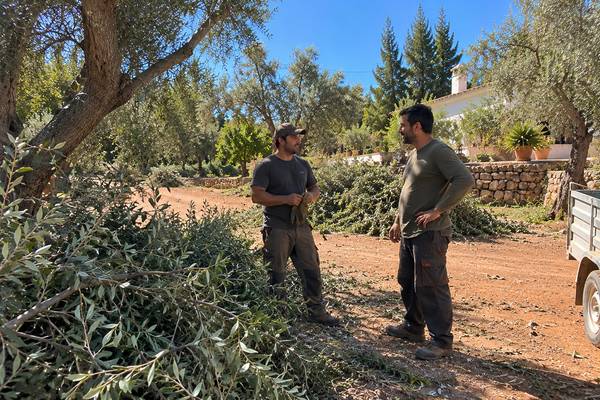 Conversa da equipa entre oliveiras durante os trabalhos