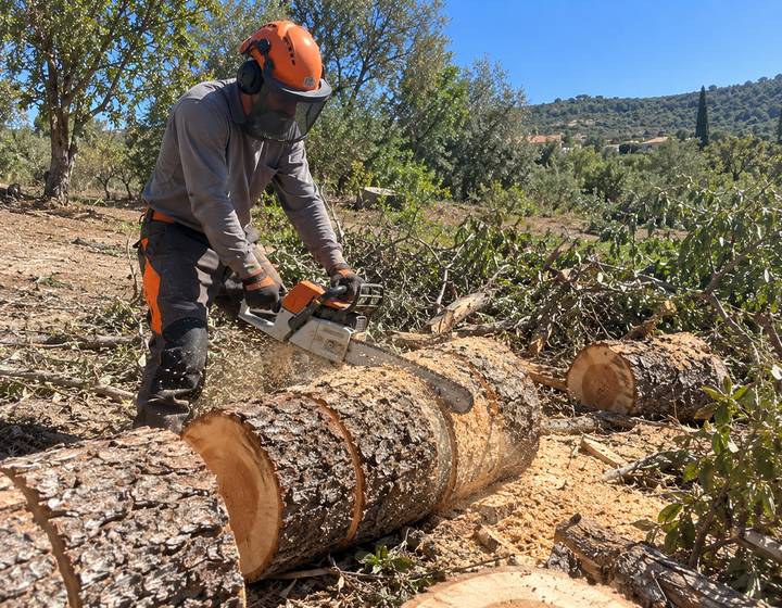 Corte de troncos ao sol numa propriedade rural algarvia