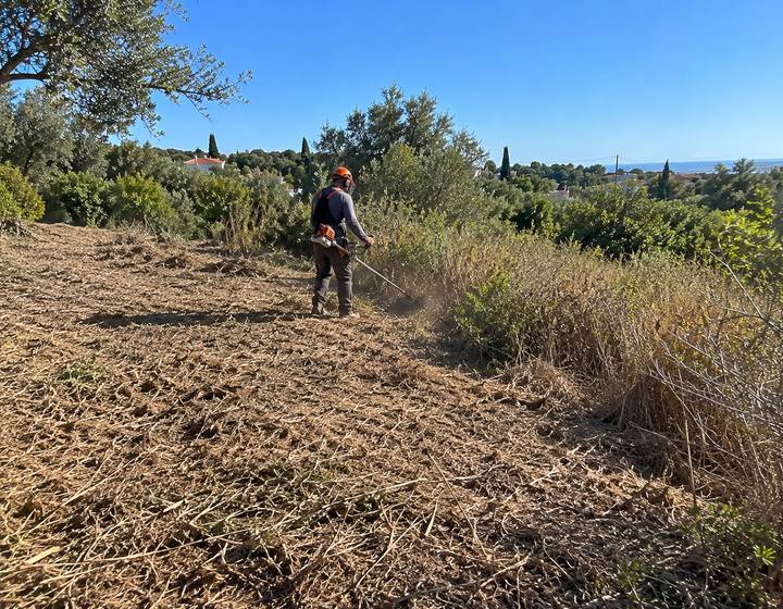 Desmatação no campo algarvio