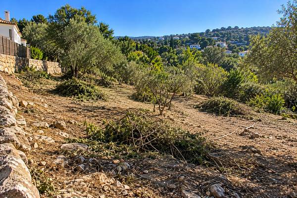 Encosta algarvia soalheira com oliveiras limpa de vegetação