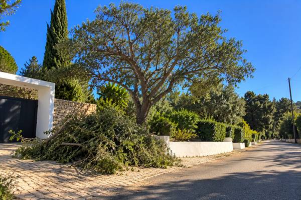 Entrada de propriedade algarvia entre oliveiras após a poda