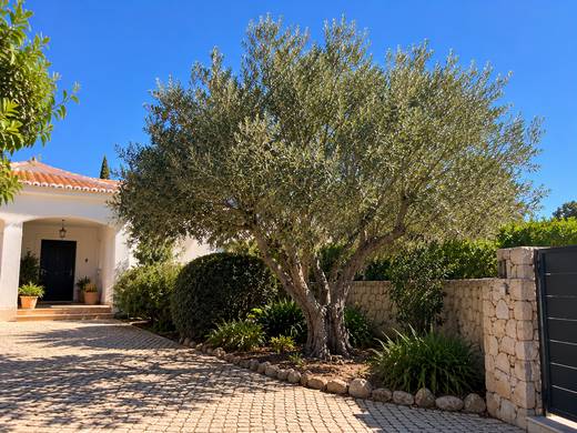 Entrada de moradia algarvia sob uma oliveira podada