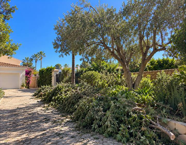 Jardim algarvio limpo e arejado após a poda das árvores de grande porte