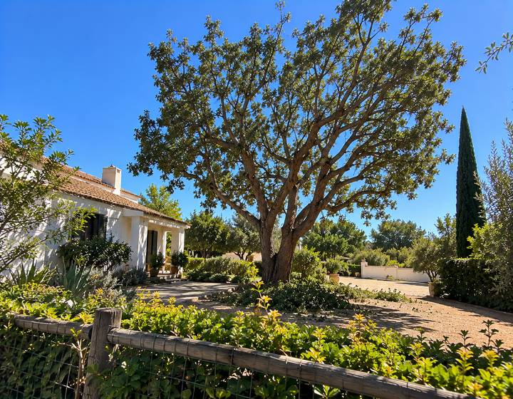 Jardim algarvio a sombra de uma grande árvore podada