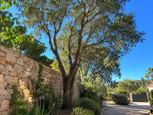 Zona de estar num jardim algarvio sob uma grande árvore