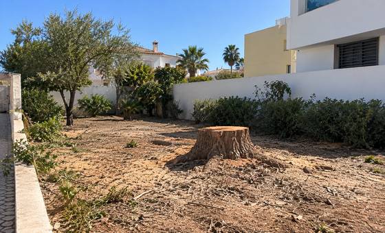 Jardim limpo com cepo recém-cortado após abate de árvore