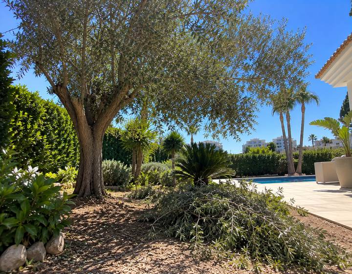 Jardim algarvio soalheiro com oliveira e piscina após a poda