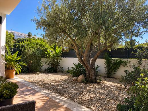 Jardim algarvio com oliveira ao sol após a poda