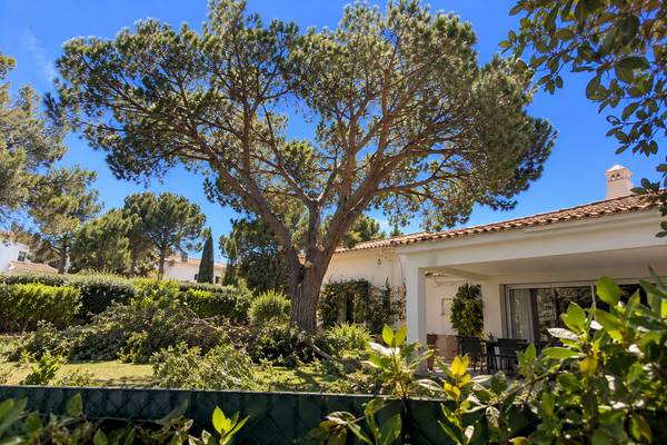 Jardim algarvio a sombra de um pinheiro manso podado