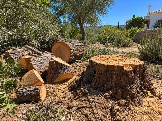 Lenha acabada de cortar num jardim algarvio