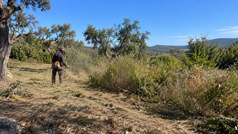 Limpeza de terreno rural entre azinheiras com a serra algarvia ao fundo