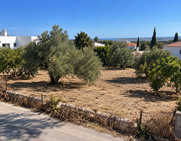 Lote com oliveiras e horizonte costeiro no Algarve