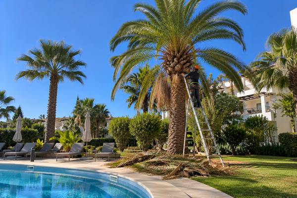 Manutenção de palmeira junto a uma piscina no Algarve