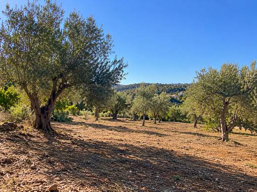 Olivais sob céu azul no Algarve