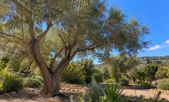 Oliveira centenária podada num jardim algarvio