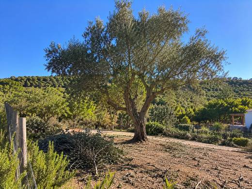 Oliveira centenária numa paisagem rural algarvia