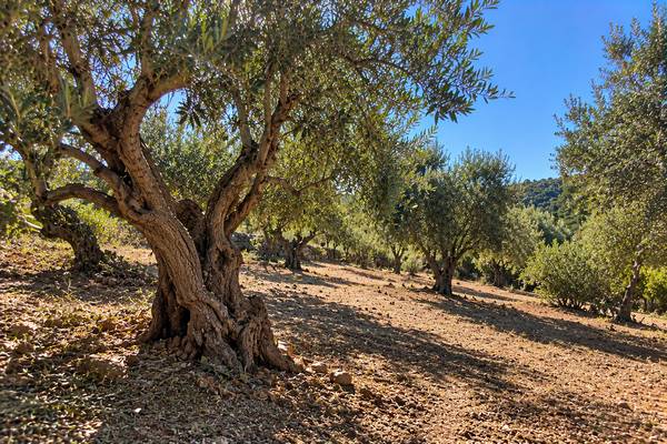 Oliveira centenária sob o sol algarvio depois da poda