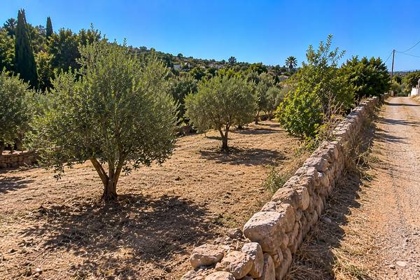 Oliveiras e caminho de pedra numa paisagem rural algarvia