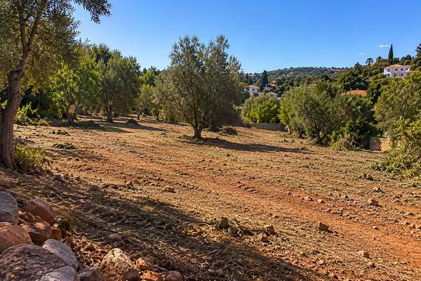Oliveiras e casas ao longe numa paisagem algarvia limpa