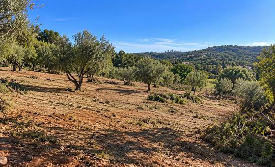 Oliveiras e colinas algarvias depois da limpeza do terreno