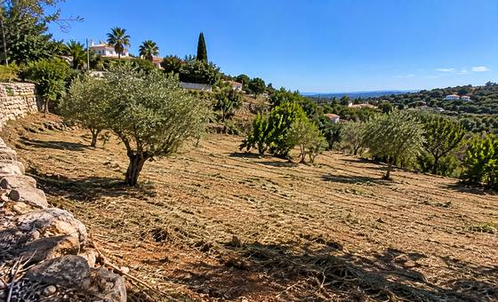 Oliveiras e socalcos algarvios depois da limpeza
