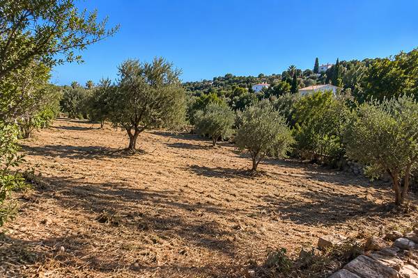 Paisagem de oliveiras e colinas algarvias