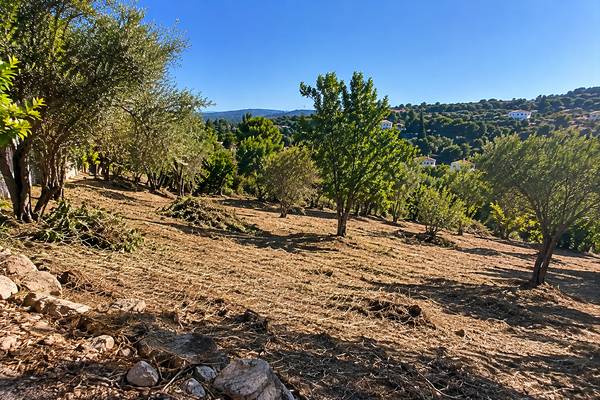 Paisagem soalheira de oliveiras no Algarve após limpeza