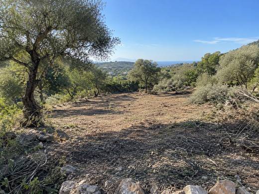 Paisagem algarvia de oliveiras ao sol após desmatação