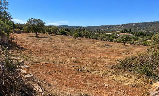 Paisagem rural algarvia soalheira após limpeza de terreno