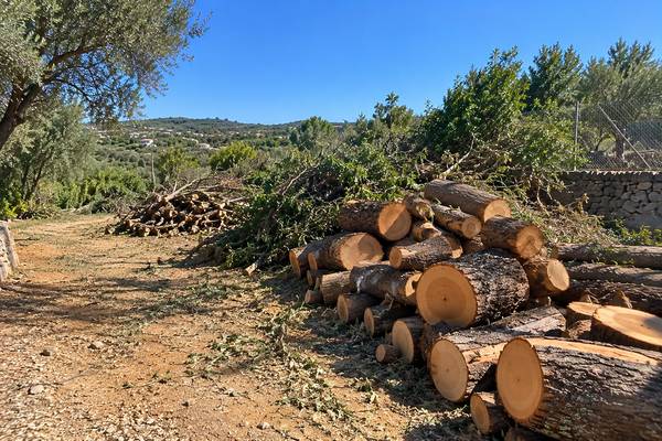 Paisagem rural algarvia com troncos empilhados após abate