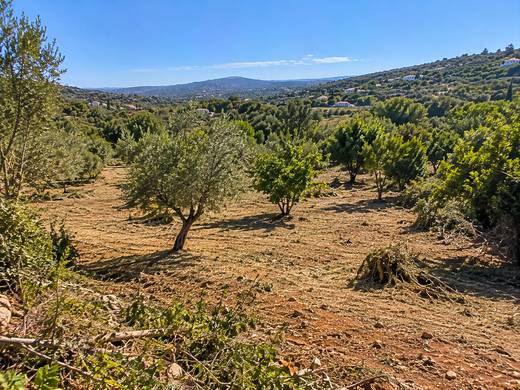 Paisagem algarvia de sequeiro e olivais após limpeza