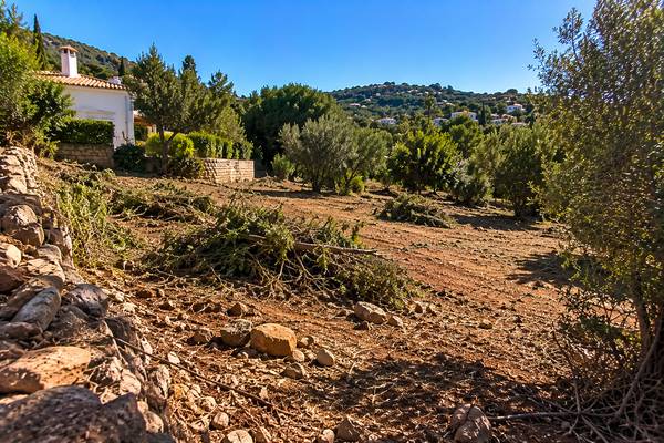 Paisagem algarvia de terra limpa entre oliveiras