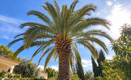 Palmeira ao sol no Algarve após manutenção