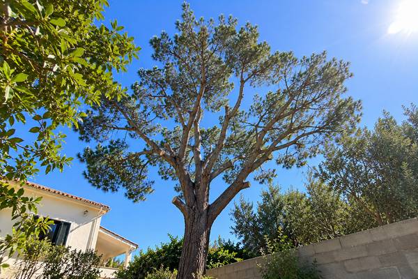 Pinheiro podado sob céu azul no Algarve