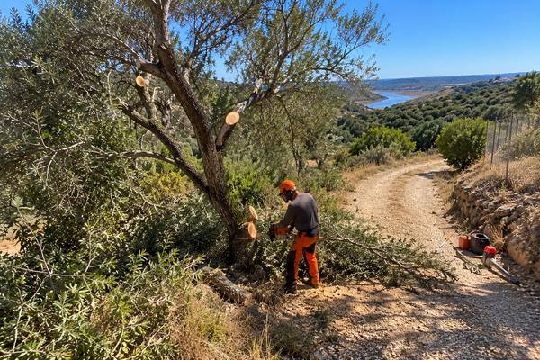 Abate e poda de árvore numa paisagem rural algarvia