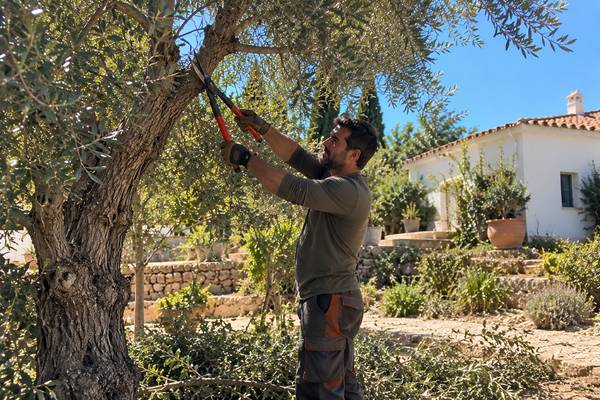 Poda de oliveira num jardim algarvio pela nossa equipa