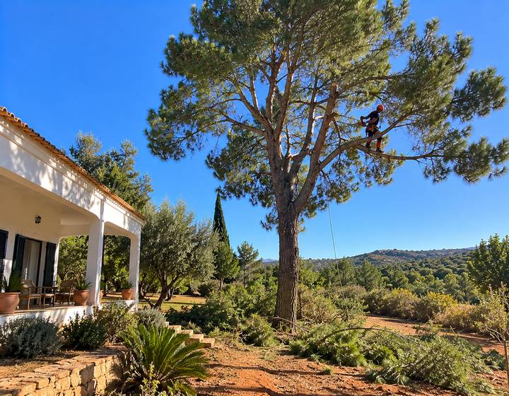 Poda de pinheiro junto a uma casa no Algarve