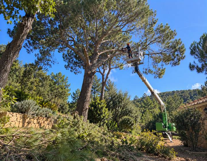 Poda de pinheiro com plataforma elevatória em trabalhos de altura