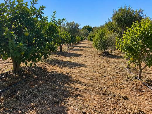Pomar de citrinos ao sol no Algarve após limpeza