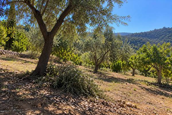 Pomar de oliveiras entre colinas algarvias após a poda